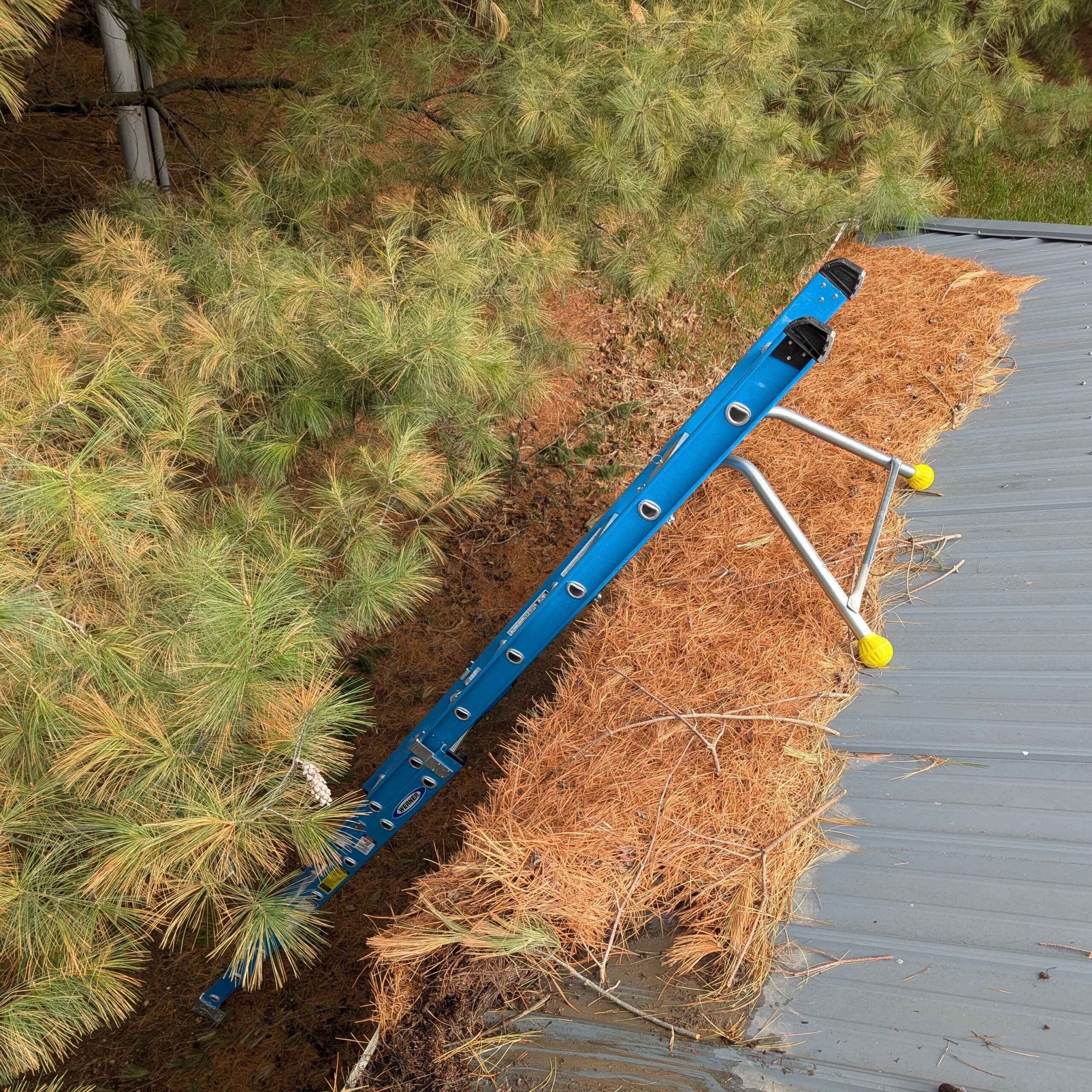 Gutters and roof covered with pine needles before professional cleaning