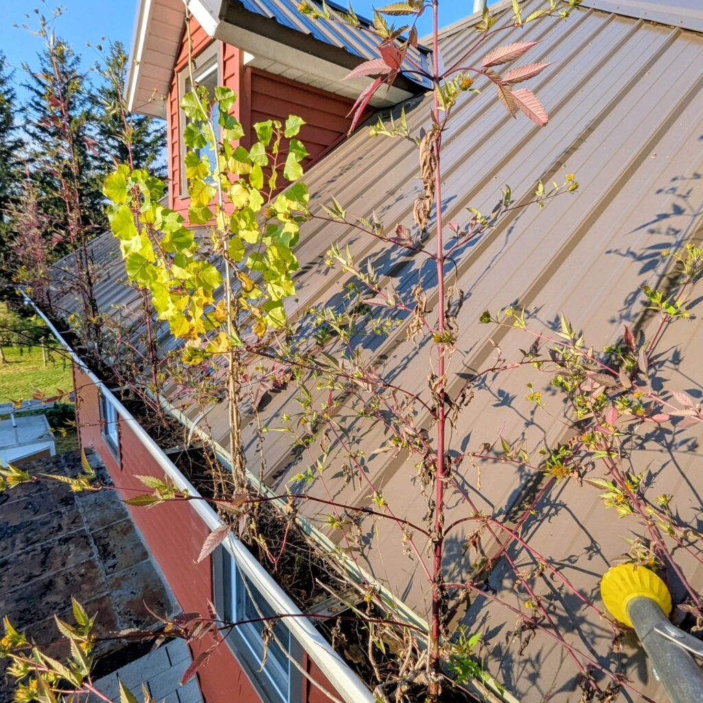 Severely clogged gutters filled with weeds and debris